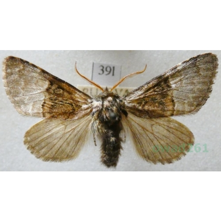 Colocasia coryli (Linnaeus, 1758) Połacica leszczynówka Czech39l